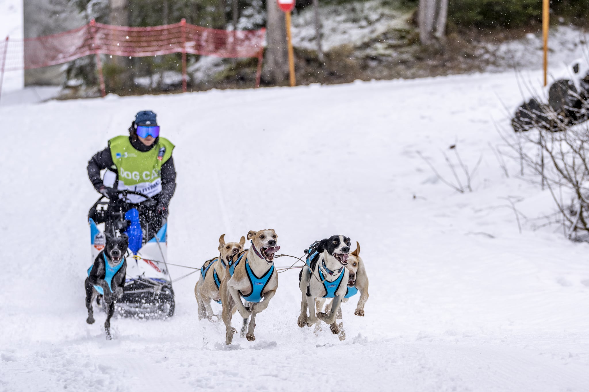 Cimalp X Coste Racedog