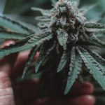Jungle Grower CBD
