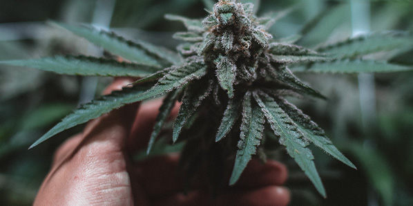 Jungle Grower CBD