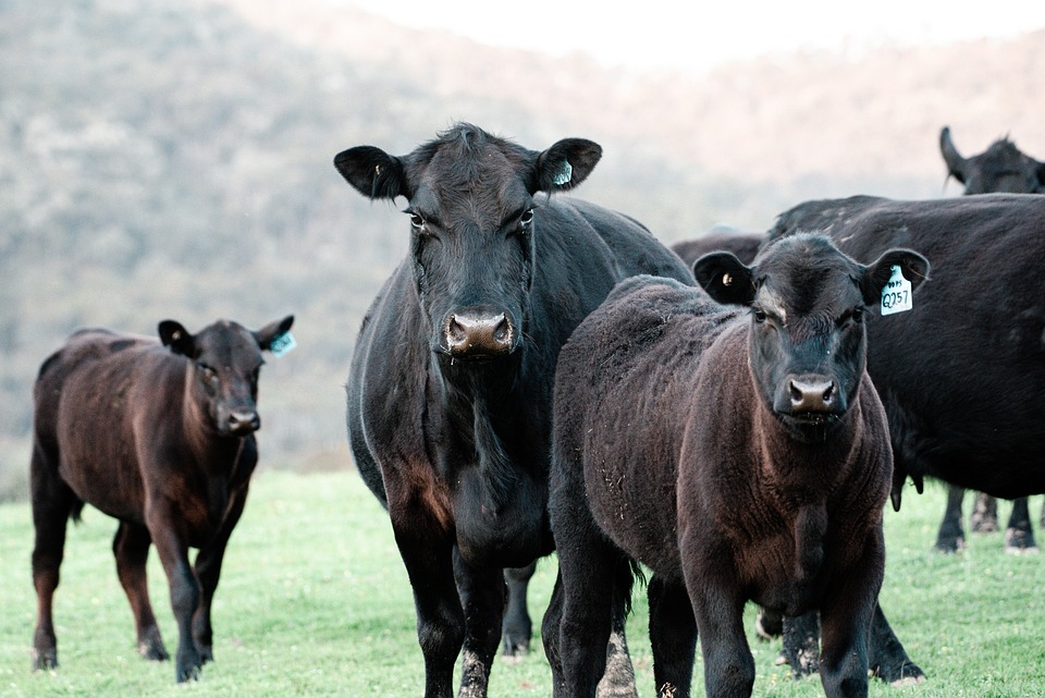 Montastruc de Salies ferme Pitelle Gabriel Attal