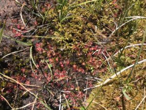 Plantes carnivores Droséra