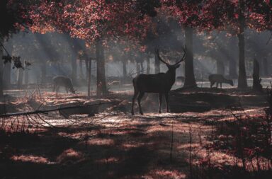 Brame du cerf Pyrénées haut-garonnaises luchon