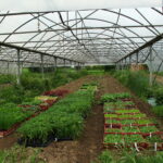Bon plant bio pour l'école avec les Jardins du Comminges