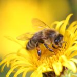 Cité des abeilles Génos