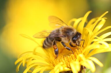 Cité des abeilles Génos