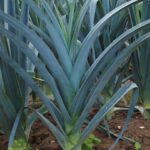 Cultiver poireaux potager montagne