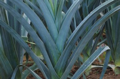 Cultiver poireaux potager montagne