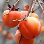 Kaki bio