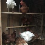Champs libres aux poules Ganties