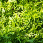 Mizuna salade potager hiver montagne