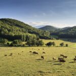 Comminges Pyrénées