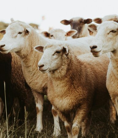 Transhumance en Barousse