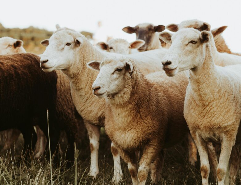 Transhumance en Barousse