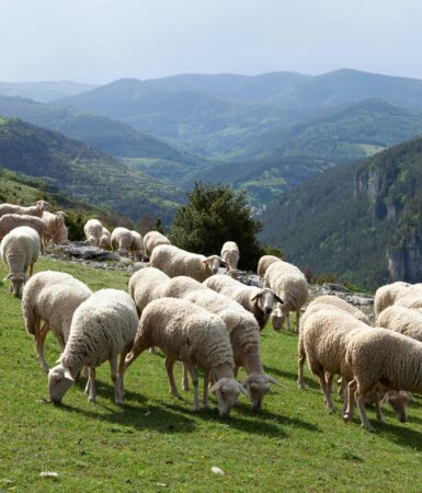 Laine des Pyrénées
