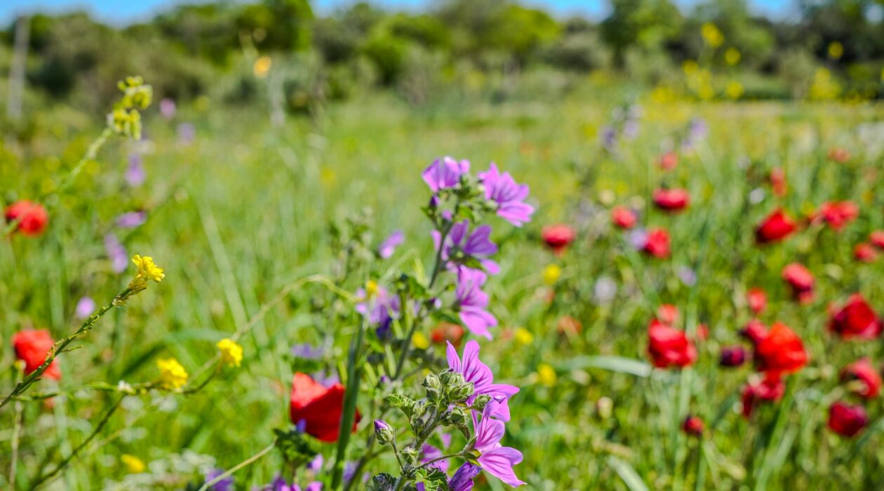 À la découverte de la biodiversité locale avec l’AREMIP