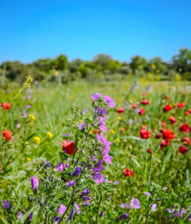 À la découverte de la biodiversité locale avec l’AREMIP