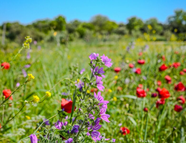 À la découverte de la biodiversité locale avec l’AREMIP