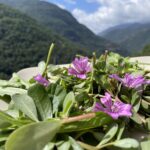 Pourpier Mauve Pissenlit