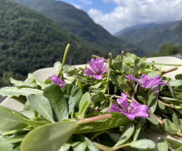 Pourpier Mauve Pissenlit