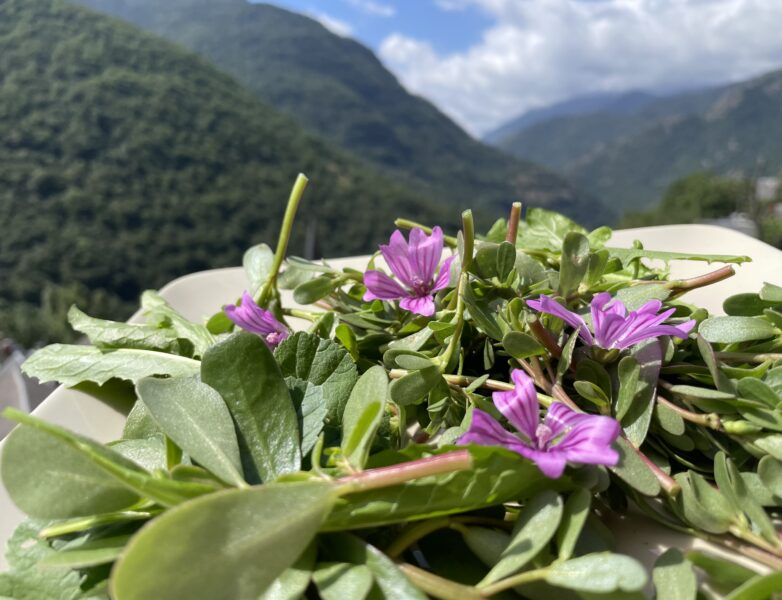 Pourpier Mauve Pissenlit