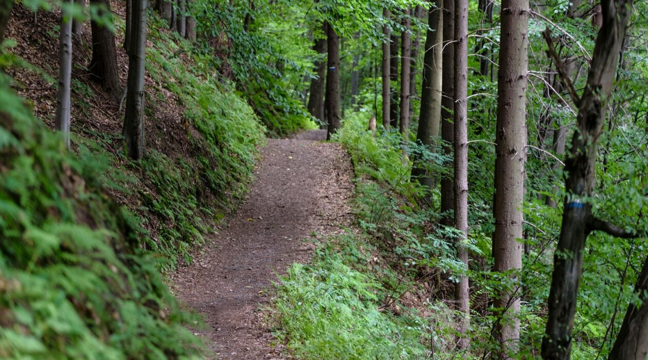 running revolution verte