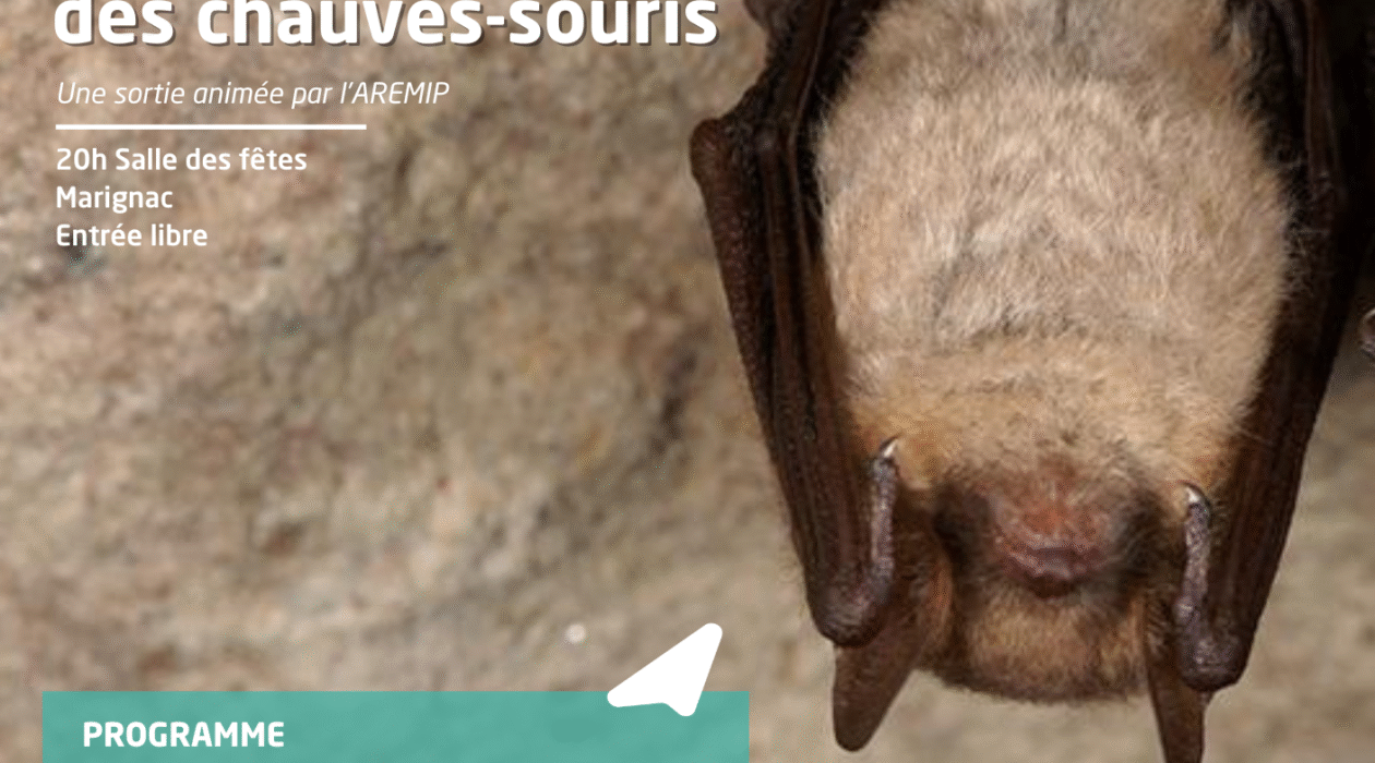 Grand Rhinolophe