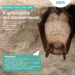 Grand Rhinolophe