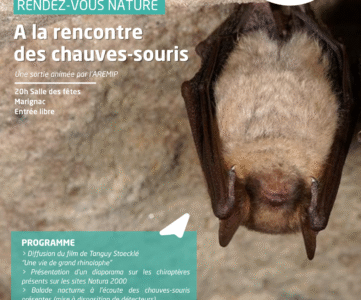 Grand Rhinolophe
