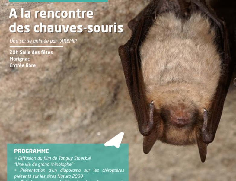 Grand Rhinolophe