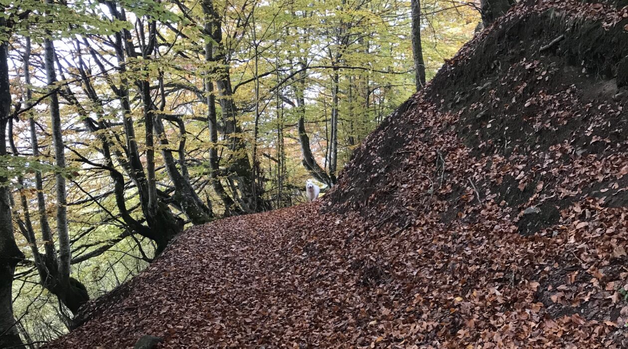 automne