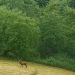 cerf brame luchon pyrenees