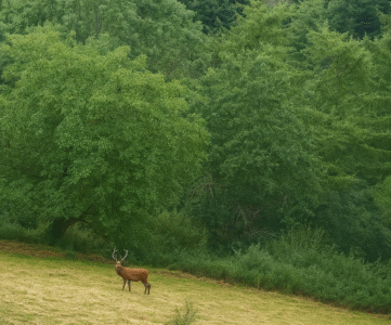 cerf brame luchon pyrenees
