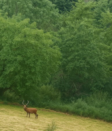 cerf brame luchon pyrenees