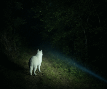 lampe frontale choisir pour la randonnée et le trail