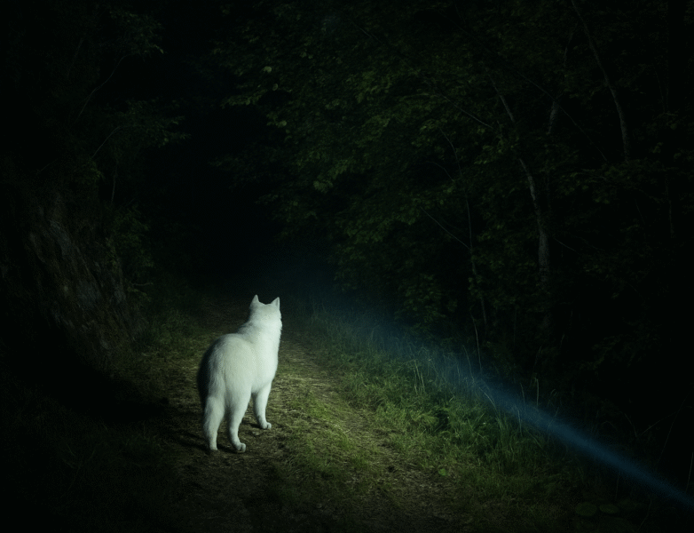 lampe frontale choisir pour la randonnée et le trail