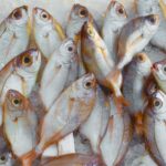 poisson-poiscaille-parrainage