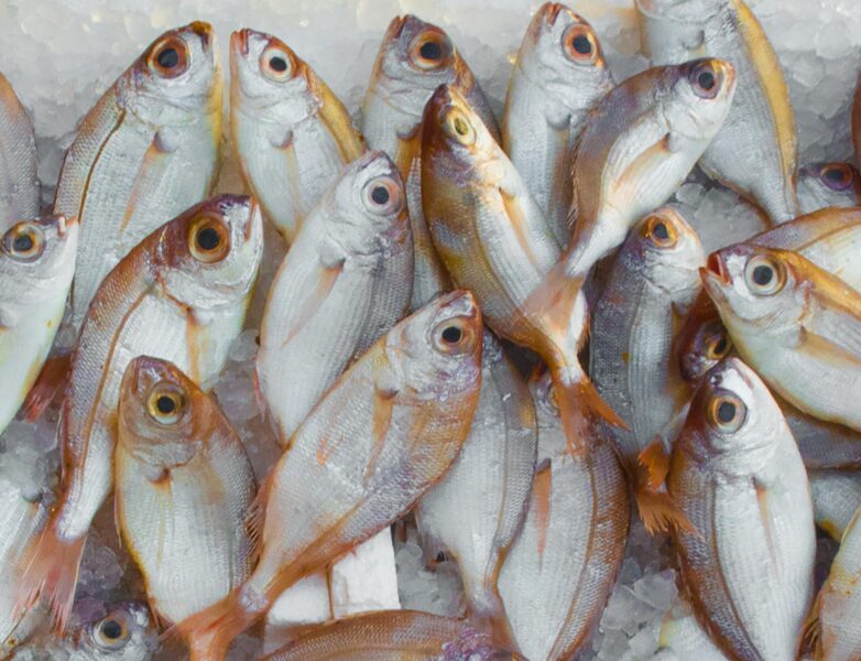 poisson-poiscaille-parrainage