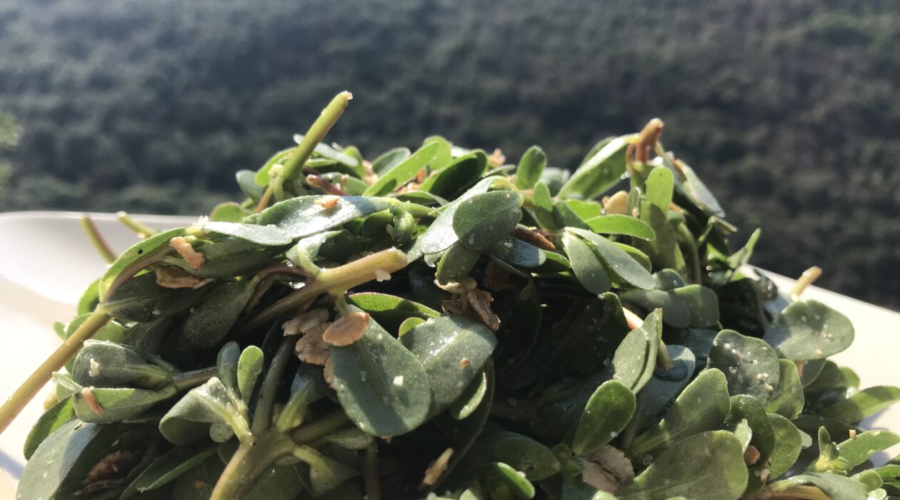 pourpier salade sauvage