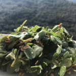 pourpier salade sauvage