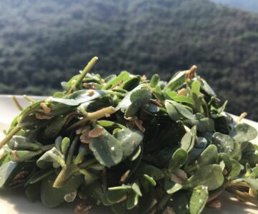 pourpier salade sauvage