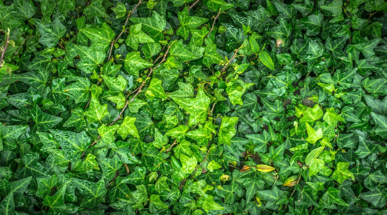 Lessive naturelle au lierre
