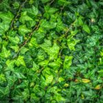 Lessive naturelle au lierre