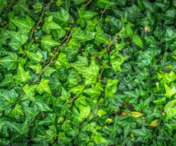 Lessive naturelle au lierre