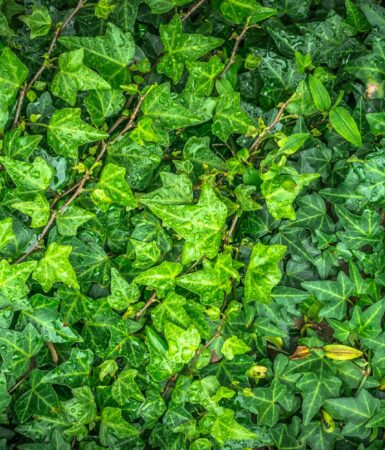 Lessive naturelle au lierre