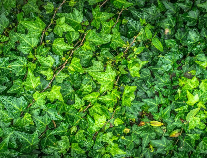 Lessive naturelle au lierre