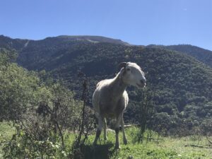 Brebis à Artigue