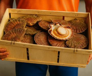 Coquille Saint-Jacques