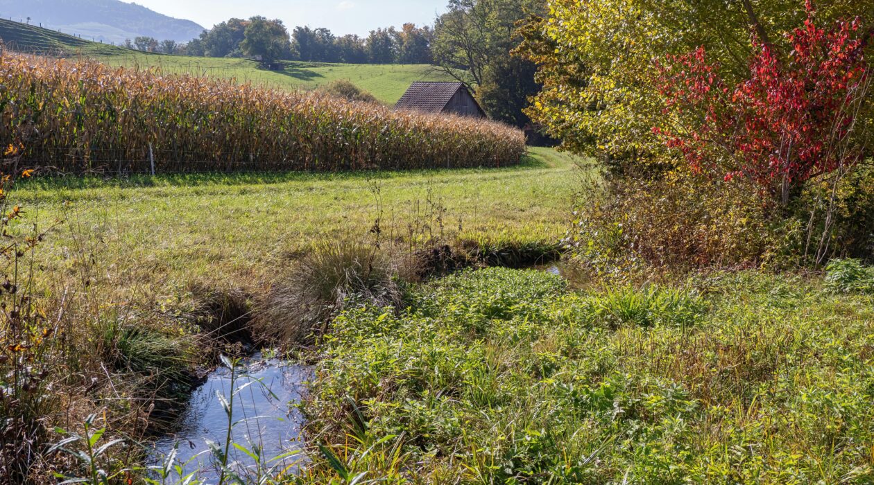 Haies taille gouvernement