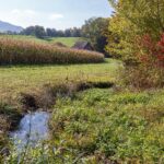 Haies taille gouvernement