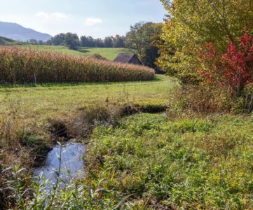 Haies taille gouvernement